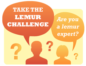 lemur challenge