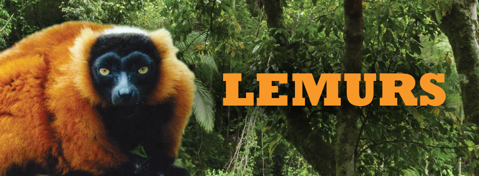 lemur-header1