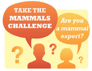 mammals challenge