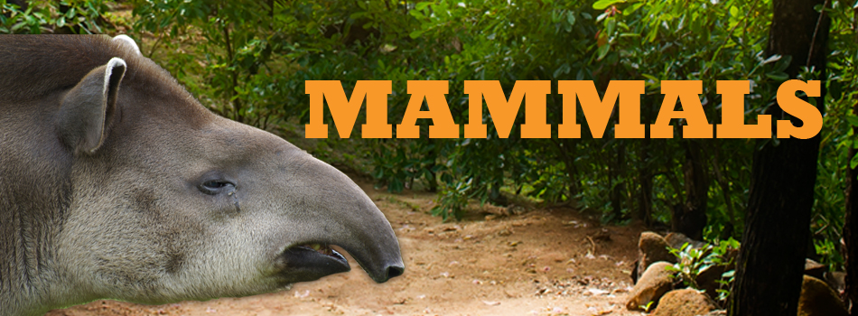 mammals-header