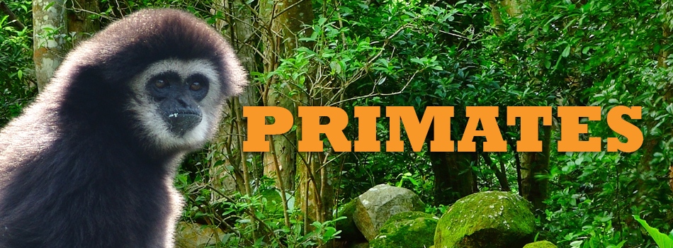 primates-header1
