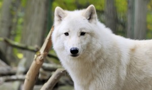 wolf image