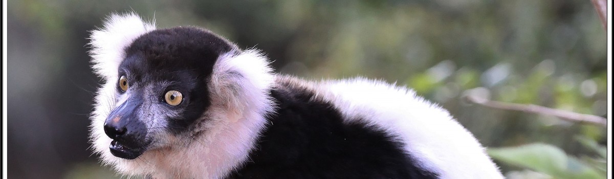 Black & White Ruffed Lemur