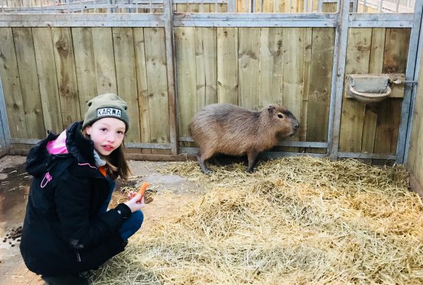 Junior Keeper for the Day - Capybara feeding