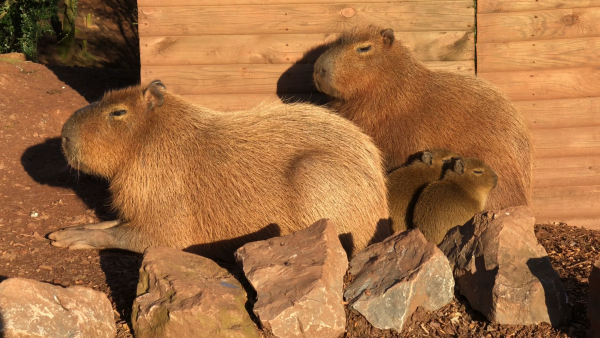 Capybara Family with Babies