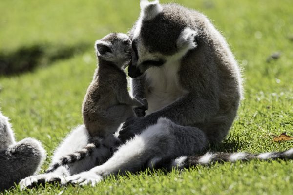 Zoo-Noo-Borns 2