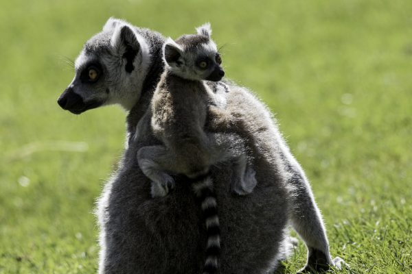 Zoo-Noo-Borns 4