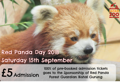 Sponsoring a Red Panda Forest Guardian 11